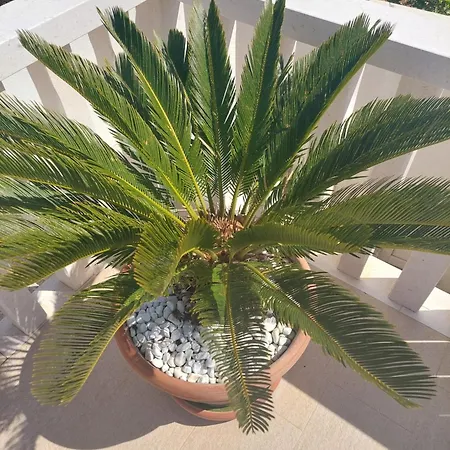 Daire Zulim 1 Trogir