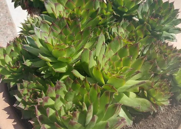 Zulim 1 特罗吉尔