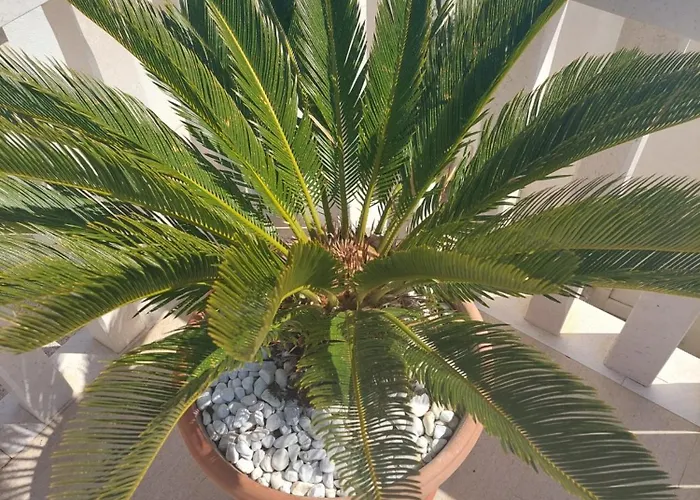 公寓 Zulim 1 特罗吉尔