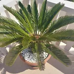 Apartment Zulim 1 Trogir
