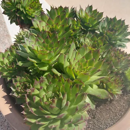 Zulim 1 Трогир